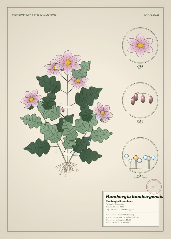 Botanische Tafel: Hambergia hambergensis, eine erfundene Pflanze aus Hamberge, gezeichnet wie in einem alten Pflanzenatlas
