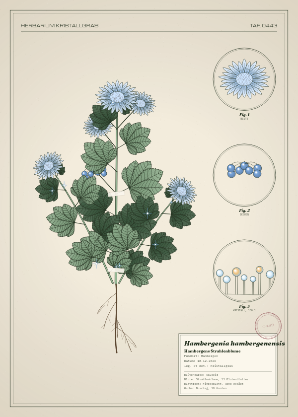Botanische Tafel: Hambergenia hambergenensis, eine erfundene Pflanze aus Hambergen, gezeichnet wie in einem alten Pflanzenatlas