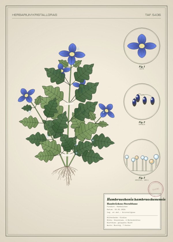 Botanische Tafel: Hambrueckenia hambrueckenensis, eine erfundene Pflanze aus Hambrücken, gezeichnet wie in einem alten Pflanzenatlas