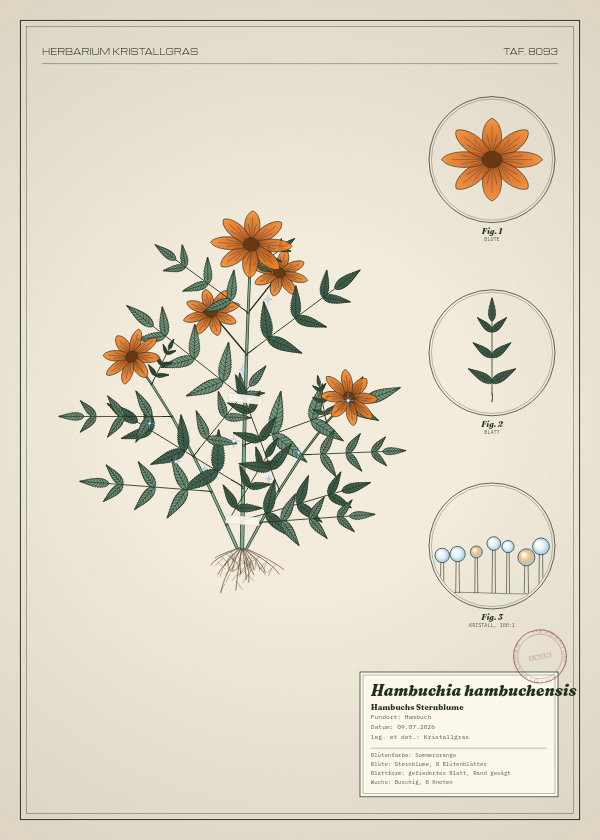 Botanische Tafel: Hambuchia hambuchensis, eine erfundene Pflanze aus Hambuch, gezeichnet wie in einem alten Pflanzenatlas