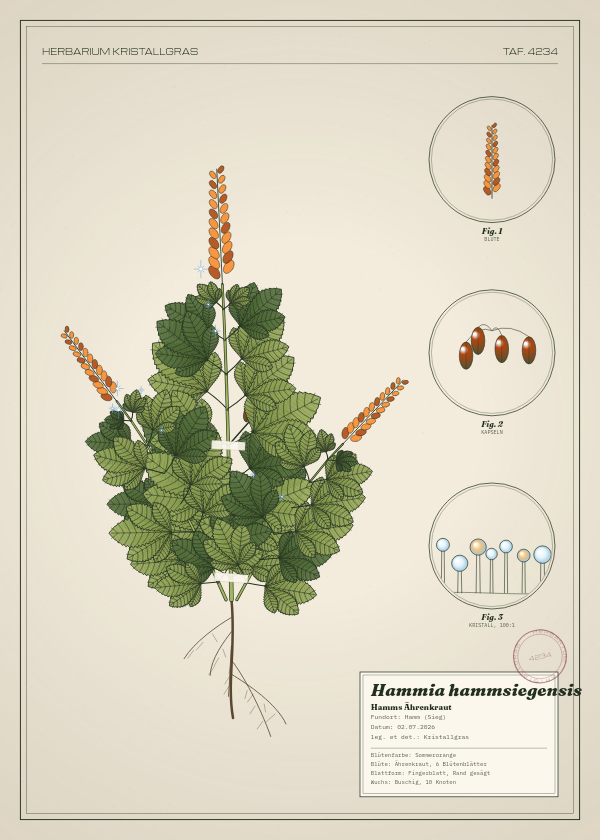 Botanische Tafel: Hammia hammsiegensis, eine erfundene Pflanze aus Hamm (Sieg), gezeichnet wie in einem alten Pflanzenatlas