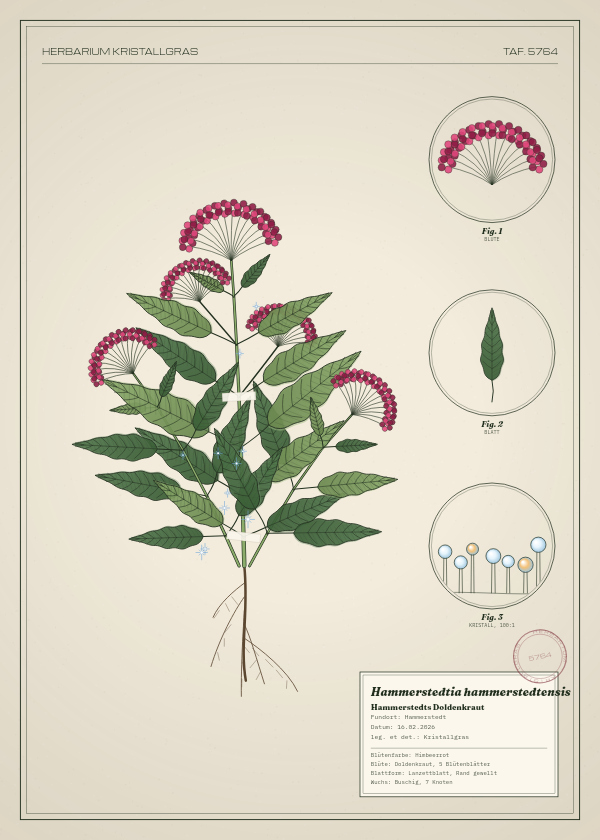 Botanische Tafel: Hammerstedtia hammerstedtensis, eine erfundene Pflanze aus Hammerstedt, gezeichnet wie in einem alten Pflanzenatlas