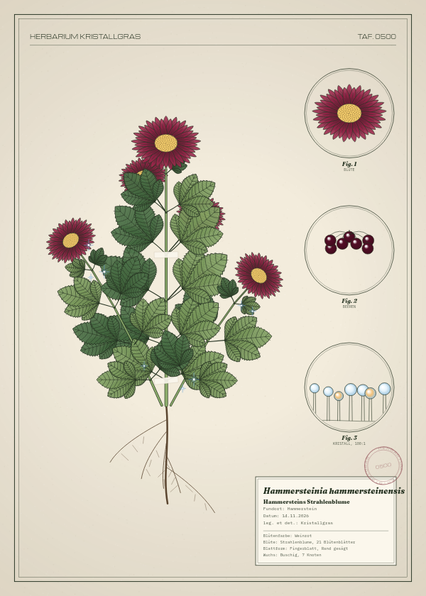 Botanische Tafel: Hammersteinia hammersteinensis, eine erfundene Pflanze aus Hammerstein, gezeichnet wie in einem alten Pflanzenatlas