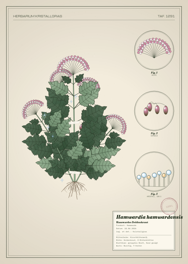 Botanische Tafel: Hamwardia hamwardensis, eine erfundene Pflanze aus Hamwarde, gezeichnet wie in einem alten Pflanzenatlas