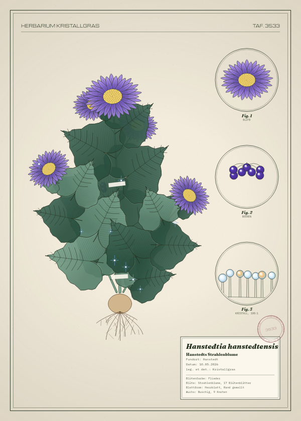 Botanische Tafel: Hanstedtia hanstedtensis, eine erfundene Pflanze aus Hanstedt, gezeichnet wie in einem alten Pflanzenatlas