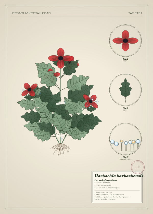 Botanische Tafel: Harbachia harbachensis, eine erfundene Pflanze aus Harbach, gezeichnet wie in einem alten Pflanzenatlas