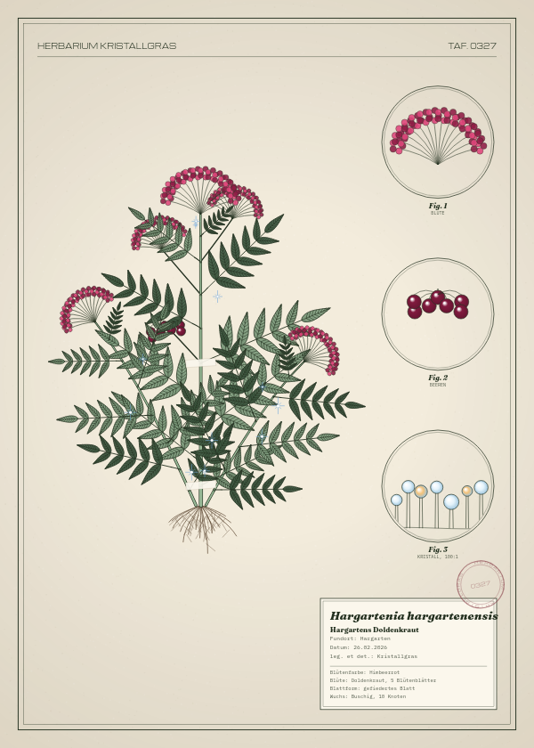 Botanische Tafel: Hargartenia hargartenensis, eine erfundene Pflanze aus Hargarten, gezeichnet wie in einem alten Pflanzenatlas