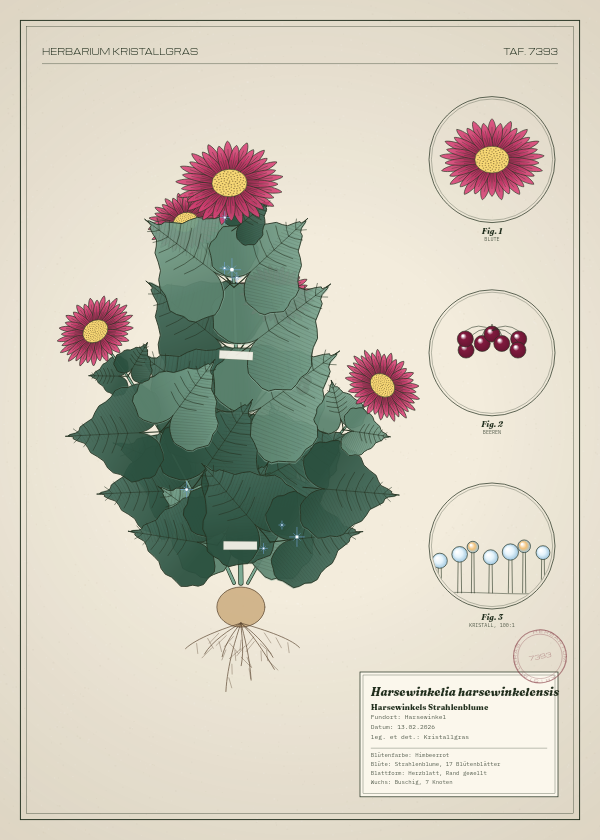 Botanische Tafel: Harsewinkelia harsewinkelensis, eine erfundene Pflanze aus Harsewinkel, gezeichnet wie in einem alten Pflanzenatlas