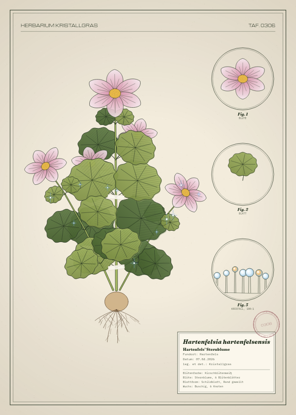 Botanische Tafel: Hartenfelsia hartenfelsensis, eine erfundene Pflanze aus Hartenfels, gezeichnet wie in einem alten Pflanzenatlas
