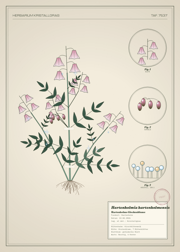Botanische Tafel: Hartenholmia hartenholmensis, eine erfundene Pflanze aus Hartenholm, gezeichnet wie in einem alten Pflanzenatlas