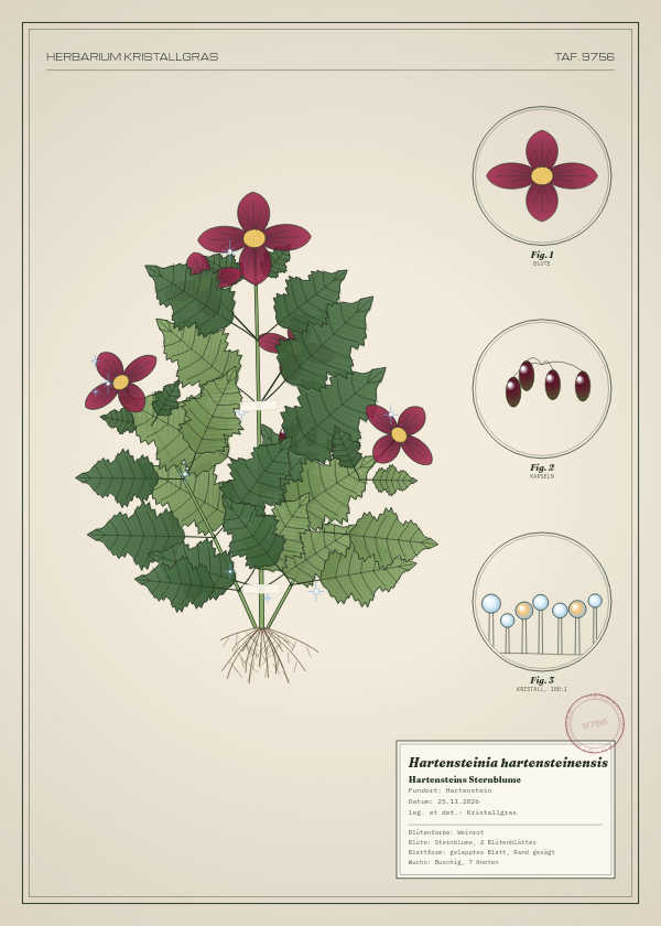 Botanische Tafel: Hartensteinia hartensteinensis, eine erfundene Pflanze aus Hartenstein, gezeichnet wie in einem alten Pflanzenatlas