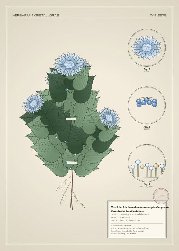Botanische Tafel: Haschbachia haschbachamremigiusbergensis, eine erfundene Pflanze aus Haschbach am Remigiusberg, gezeichnet wie in einem alten Pflanzenatlas