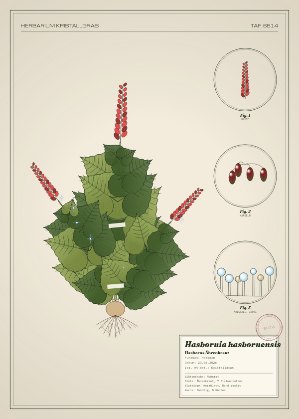 Botanische Tafel: Hasbornia hasbornensis, eine erfundene Pflanze aus Hasborn, gezeichnet wie in einem alten Pflanzenatlas
