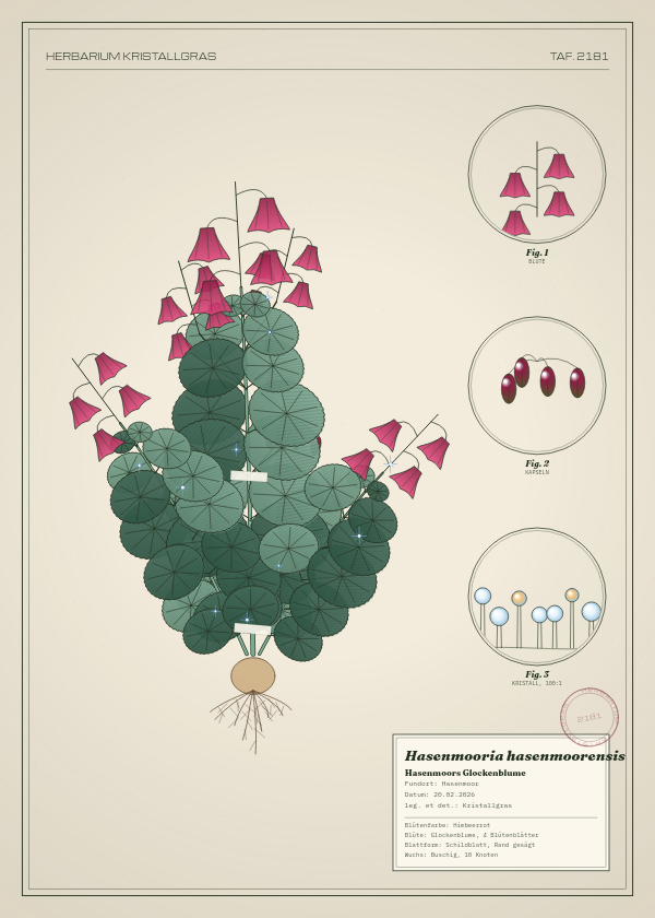 Botanische Tafel: Hasenmooria hasenmoorensis, eine erfundene Pflanze aus Hasenmoor, gezeichnet wie in einem alten Pflanzenatlas