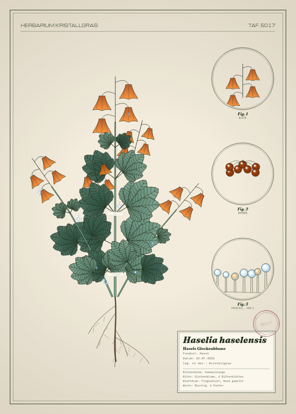 Botanische Tafel: Haselia haselensis, eine erfundene Pflanze aus Hasel, gezeichnet wie in einem alten Pflanzenatlas