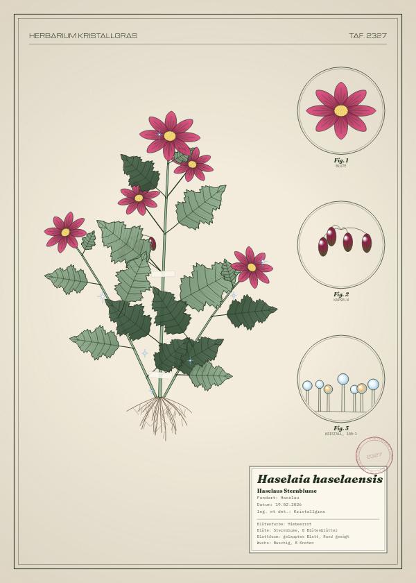 Botanische Tafel: Haselaia haselaensis, eine erfundene Pflanze aus Haselau, gezeichnet wie in einem alten Pflanzenatlas
