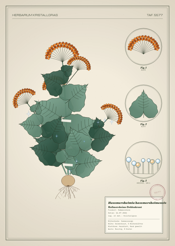 Botanische Tafel: Hassmersheimia hassmersheimensis, eine erfundene Pflanze aus Haßmersheim, gezeichnet wie in einem alten Pflanzenatlas