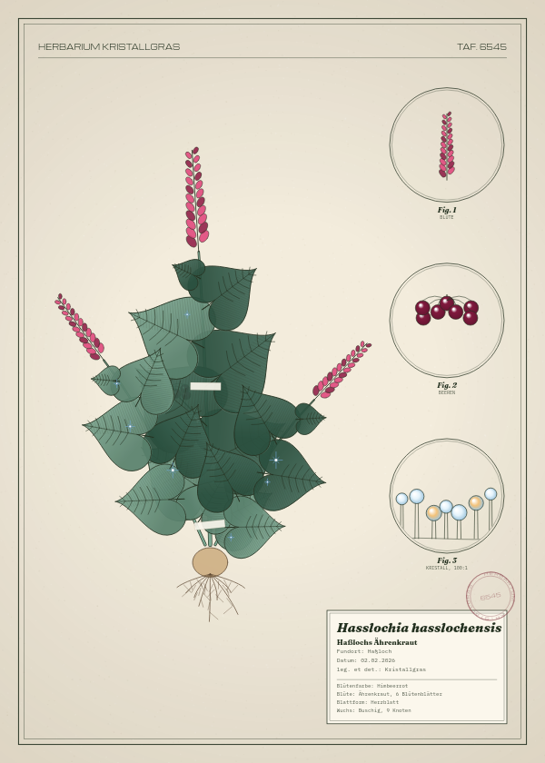 Botanische Tafel: Hasslochia hasslochensis, eine erfundene Pflanze aus Haßloch, gezeichnet wie in einem alten Pflanzenatlas