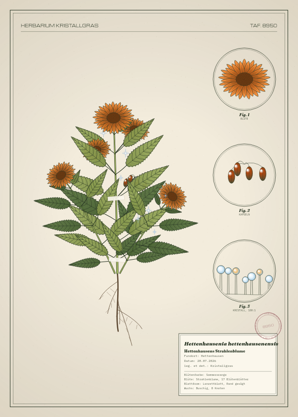 Botanische Tafel: Hettenhausenia hettenhausenensis, eine erfundene Pflanze aus Hettenhausen, gezeichnet wie in einem alten Pflanzenatlas