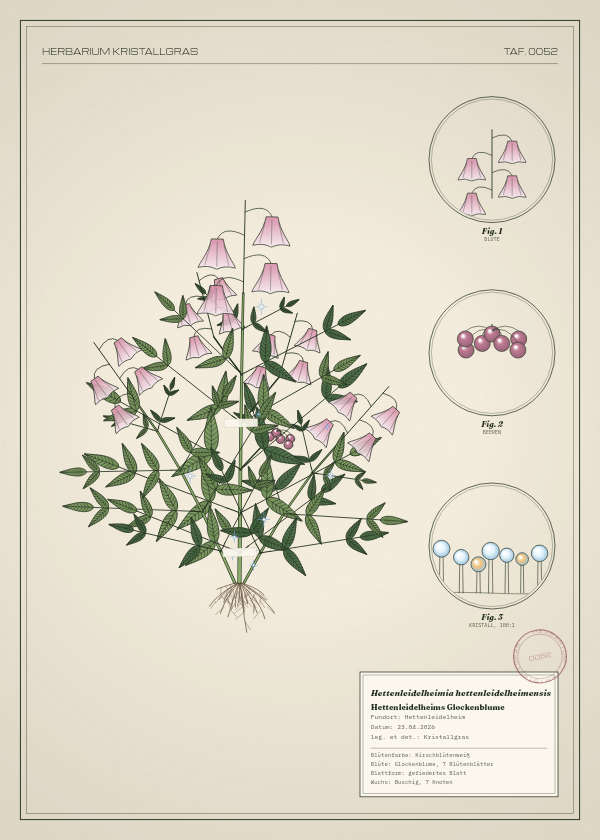 Botanische Tafel: Hettenleidelheimia hettenleidelheimensis, eine erfundene Pflanze aus Hettenleidelheim, gezeichnet wie in einem alten Pflanzenatlas