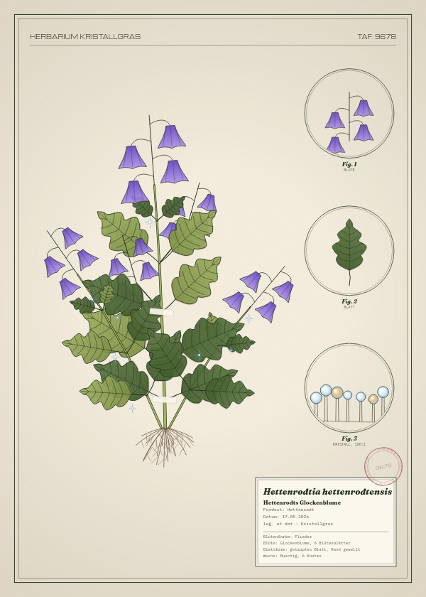 Botanische Tafel: Hettenrodtia hettenrodtensis, eine erfundene Pflanze aus Hettenrodt, gezeichnet wie in einem alten Pflanzenatlas
