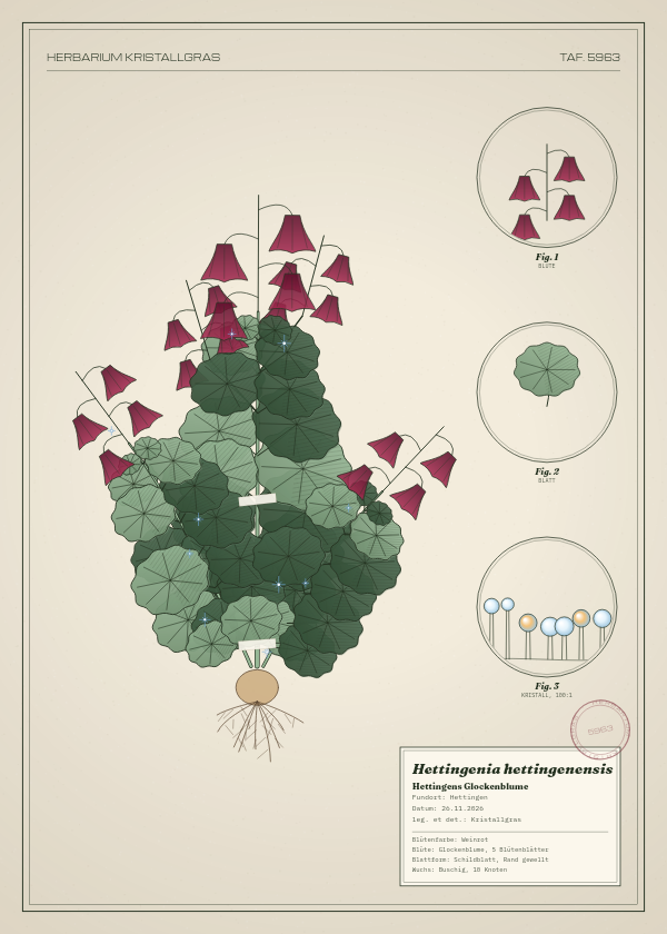 Botanische Tafel: Hettingenia hettingenensis, eine erfundene Pflanze aus Hettingen, gezeichnet wie in einem alten Pflanzenatlas