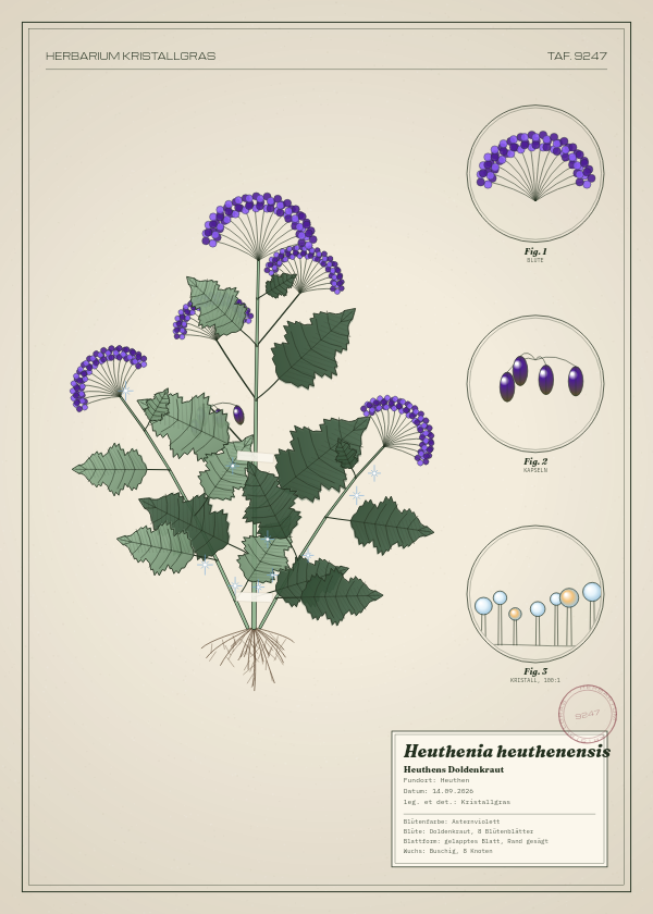 Botanische Tafel: Heuthenia heuthenensis, eine erfundene Pflanze aus Heuthen, gezeichnet wie in einem alten Pflanzenatlas