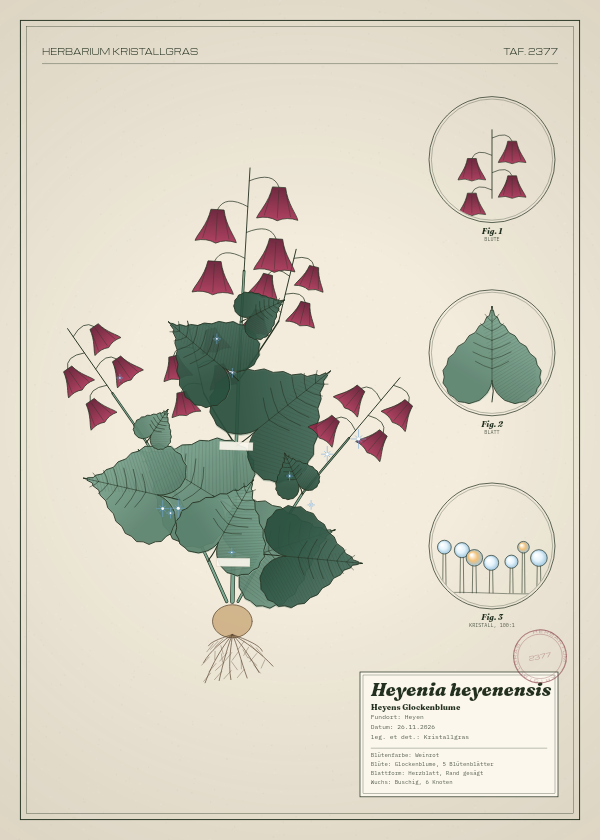 Botanische Tafel: Heyenia heyenensis, eine erfundene Pflanze aus Heyen, gezeichnet wie in einem alten Pflanzenatlas