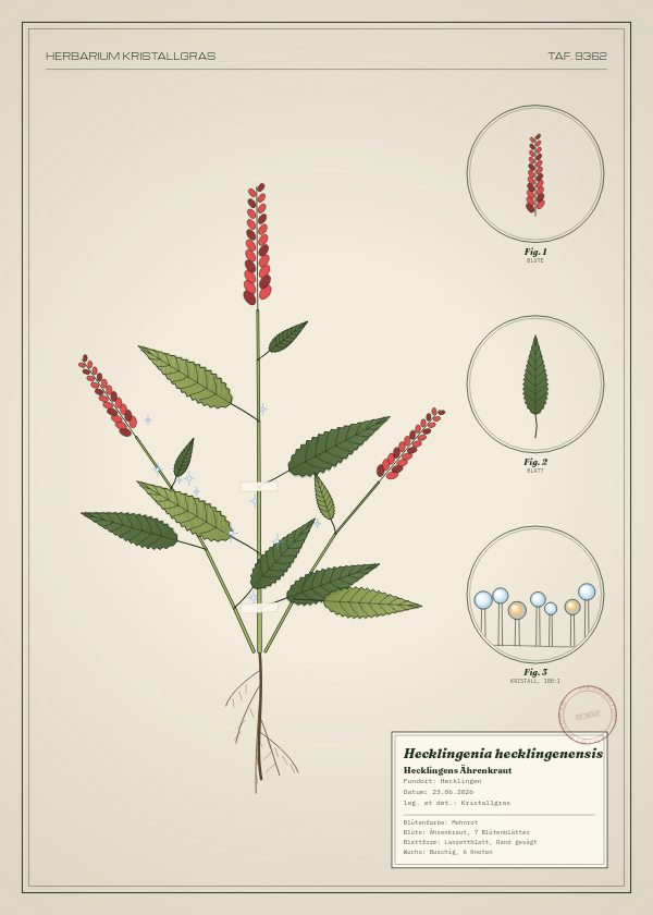 Botanische Tafel: Hecklingenia hecklingenensis, eine erfundene Pflanze aus Hecklingen, gezeichnet wie in einem alten Pflanzenatlas