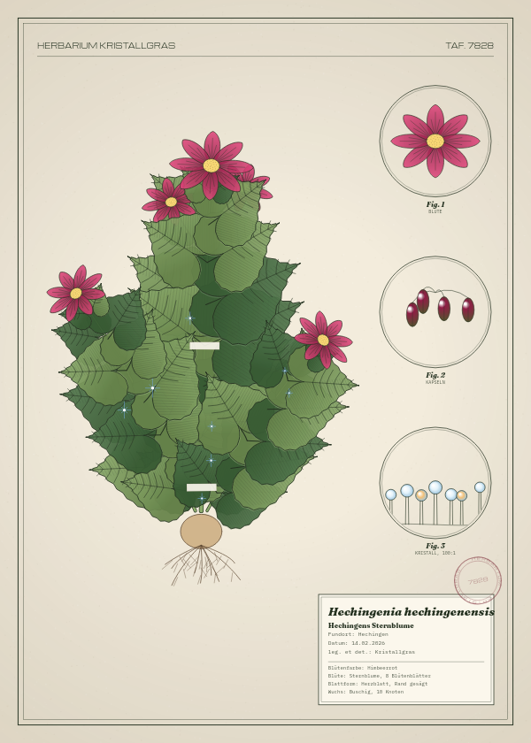 Botanische Tafel: Hechingenia hechingenensis, eine erfundene Pflanze aus Hechingen, gezeichnet wie in einem alten Pflanzenatlas
