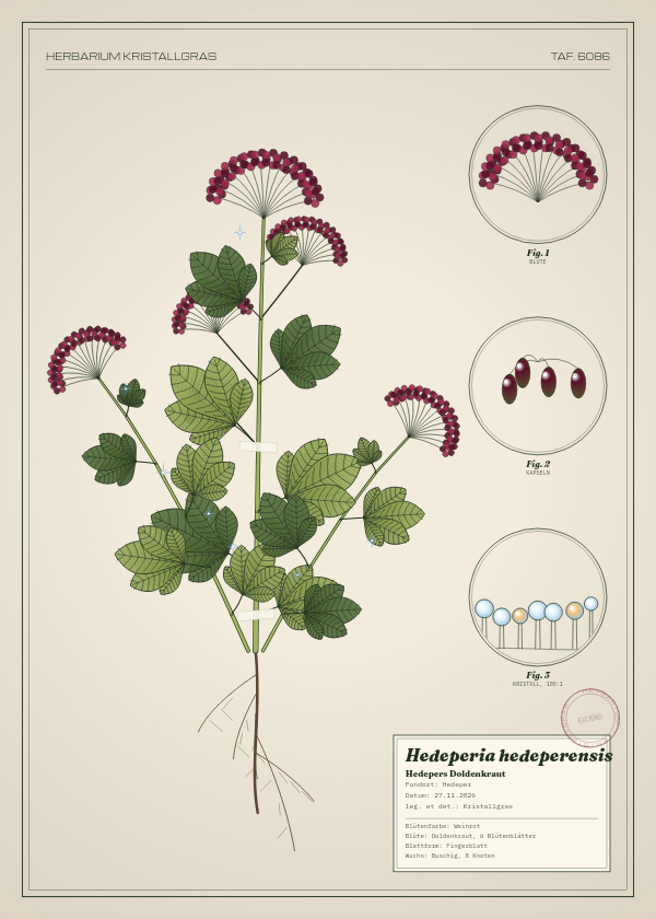 Botanische Tafel: Hedeperia hedeperensis, eine erfundene Pflanze aus Hedeper, gezeichnet wie in einem alten Pflanzenatlas