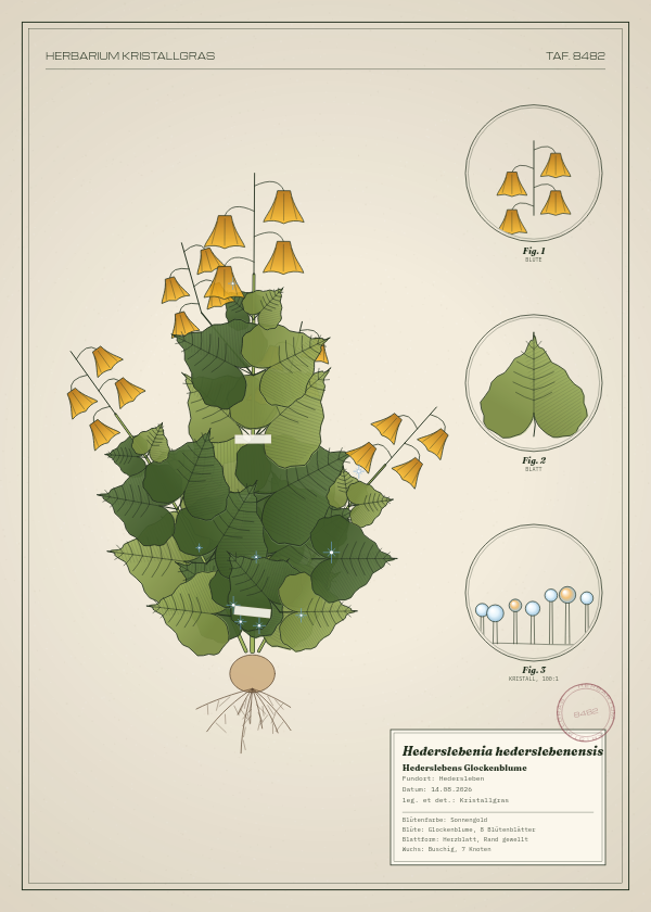 Botanische Tafel: Hederslebenia hederslebenensis, eine erfundene Pflanze aus Hedersleben, gezeichnet wie in einem alten Pflanzenatlas