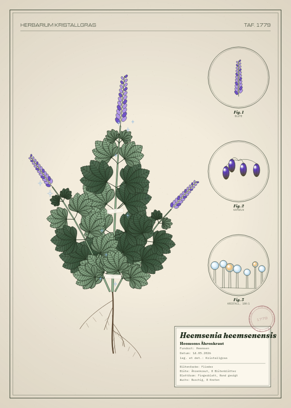 Botanische Tafel: Heemsenia heemsenensis, eine erfundene Pflanze aus Heemsen, gezeichnet wie in einem alten Pflanzenatlas