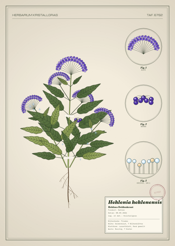 Botanische Tafel: Hehlenia hehlenensis, eine erfundene Pflanze aus Hehlen, gezeichnet wie in einem alten Pflanzenatlas