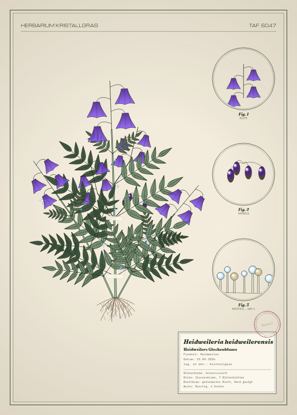 Botanische Tafel: Heidweileria heidweilerensis, eine erfundene Pflanze aus Heidweiler, gezeichnet wie in einem alten Pflanzenatlas