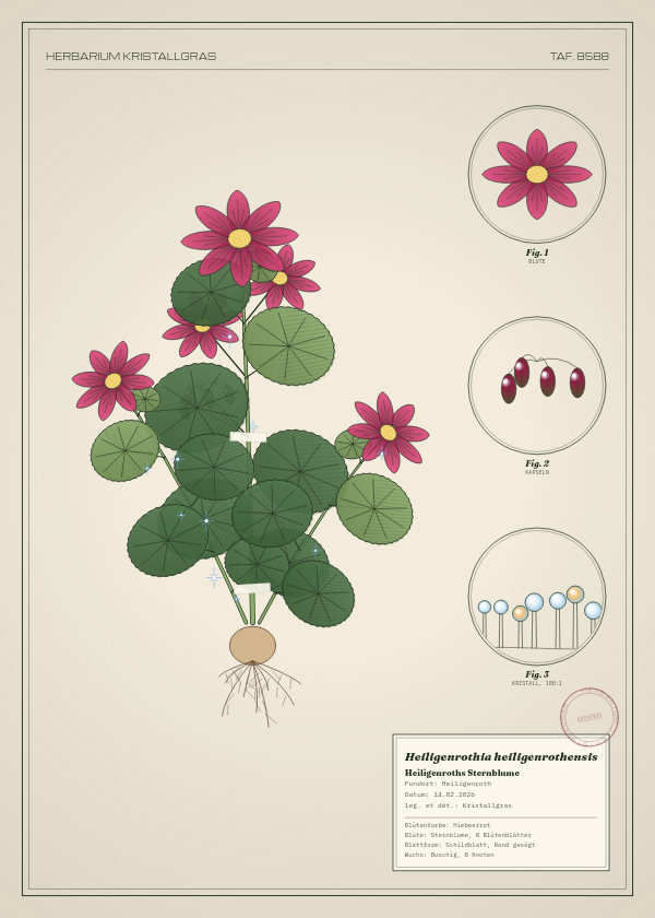 Botanische Tafel: Heiligenrothia heiligenrothensis, eine erfundene Pflanze aus Heiligenroth, gezeichnet wie in einem alten Pflanzenatlas