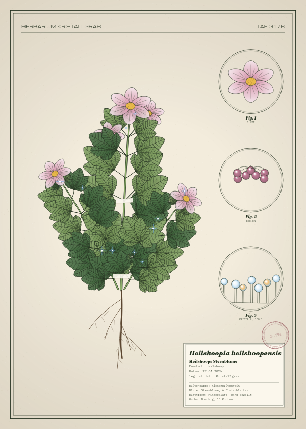 Botanische Tafel: Heilshoopia heilshoopensis, eine erfundene Pflanze aus Heilshoop, gezeichnet wie in einem alten Pflanzenatlas