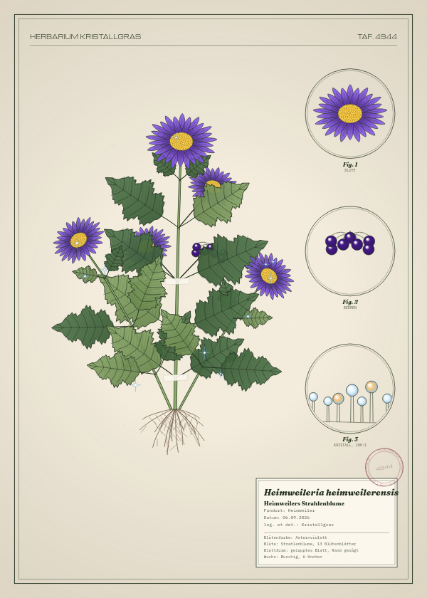 Botanische Tafel: Heimweileria heimweilerensis, eine erfundene Pflanze aus Heimweiler, gezeichnet wie in einem alten Pflanzenatlas