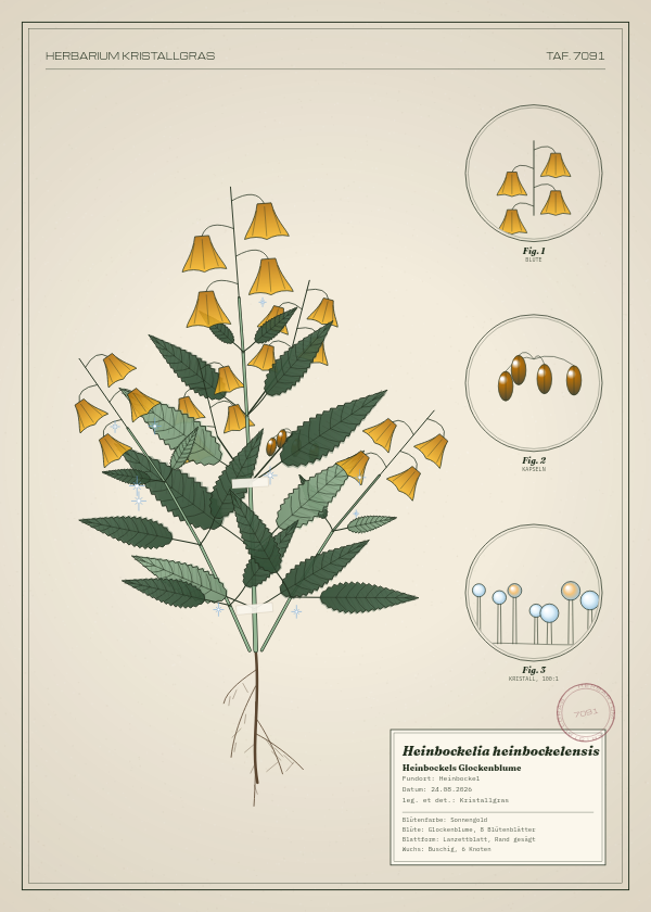 Botanische Tafel: Heinbockelia heinbockelensis, eine erfundene Pflanze aus Heinbockel, gezeichnet wie in einem alten Pflanzenatlas