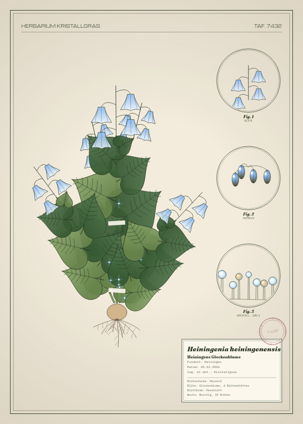 Botanische Tafel: Heiningenia heiningenensis, eine erfundene Pflanze aus Heiningen, gezeichnet wie in einem alten Pflanzenatlas