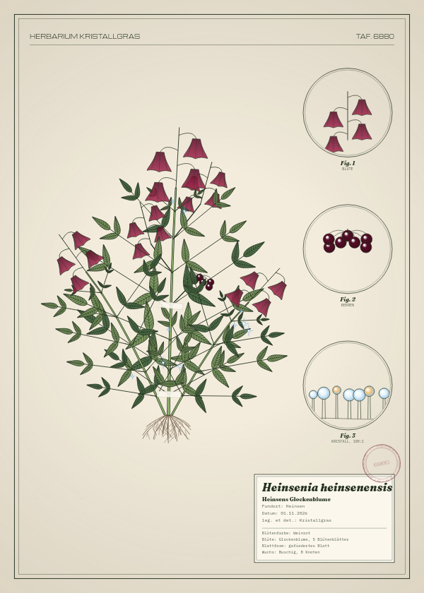 Botanische Tafel: Heinsenia heinsenensis, eine erfundene Pflanze aus Heinsen, gezeichnet wie in einem alten Pflanzenatlas