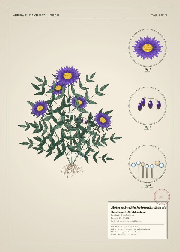 Botanische Tafel: Heistenbachia heistenbachensis, eine erfundene Pflanze aus Heistenbach, gezeichnet wie in einem alten Pflanzenatlas