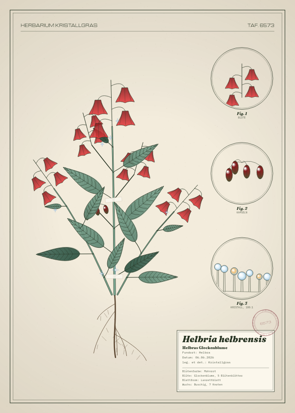 Botanische Tafel: Helbria helbrensis, eine erfundene Pflanze aus Helbra, gezeichnet wie in einem alten Pflanzenatlas