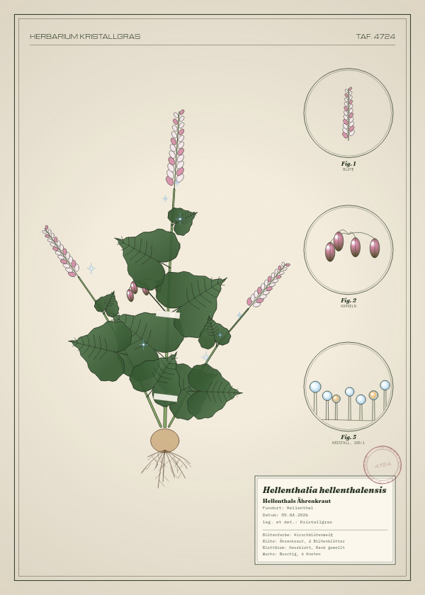 Botanische Tafel: Hellenthalia hellenthalensis, eine erfundene Pflanze aus Hellenthal, gezeichnet wie in einem alten Pflanzenatlas