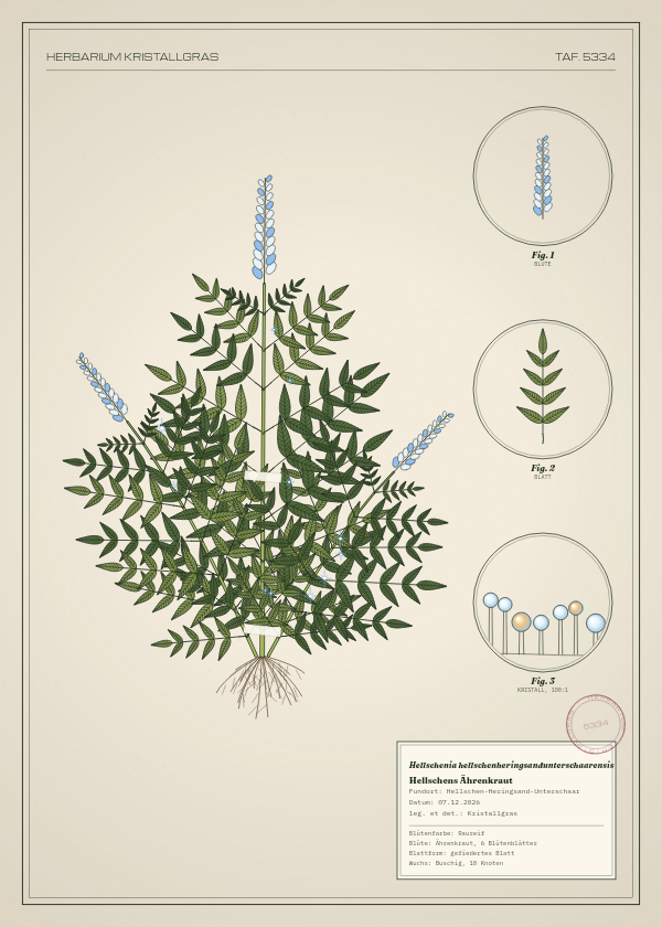 Botanische Tafel: Hellschenia hellschenheringsandunterschaarensis, eine erfundene Pflanze aus Hellschen-Heringsand-Unterschaar, gezeichnet wie in einem alten Pflanzenatlas