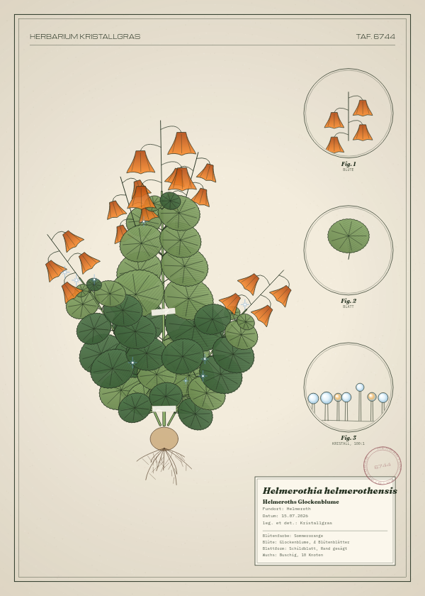 Botanische Tafel: Helmerothia helmerothensis, eine erfundene Pflanze aus Helmeroth, gezeichnet wie in einem alten Pflanzenatlas