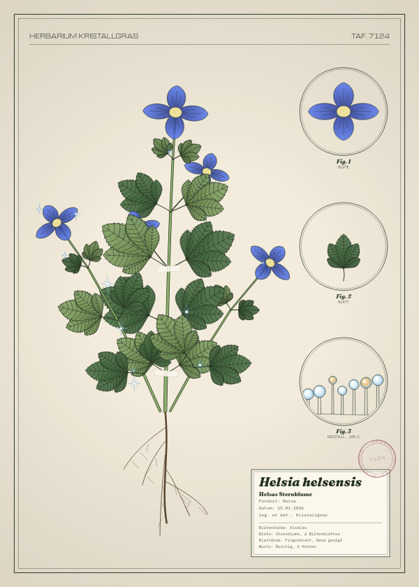 Botanische Tafel: Helsia helsensis, eine erfundene Pflanze aus Helsa, gezeichnet wie in einem alten Pflanzenatlas