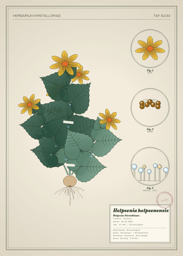 Botanische Tafel: Helpsenia helpsenensis, eine erfundene Pflanze aus Helpsen, gezeichnet wie in einem alten Pflanzenatlas
