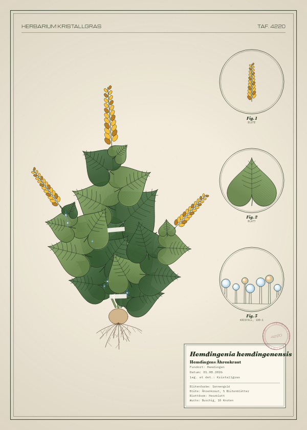 Botanische Tafel: Hemdingenia hemdingenensis, eine erfundene Pflanze aus Hemdingen, gezeichnet wie in einem alten Pflanzenatlas