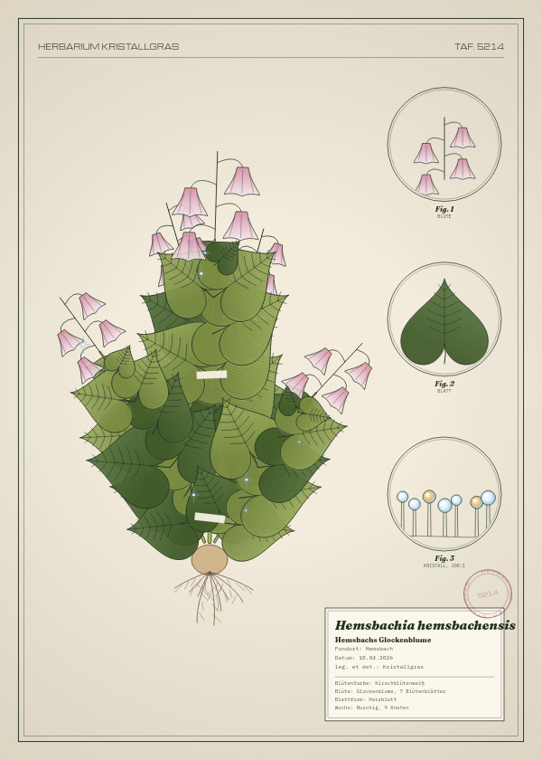 Botanische Tafel: Hemsbachia hemsbachensis, eine erfundene Pflanze aus Hemsbach, gezeichnet wie in einem alten Pflanzenatlas